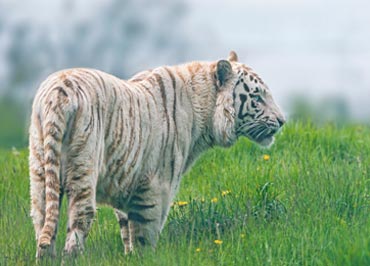 Save White Tiger
